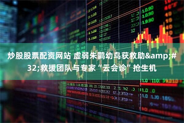 炒股股票配资网站 虚弱朱鹮幼鸟获救助&#32;救援团队与专家“云会诊”抢生机