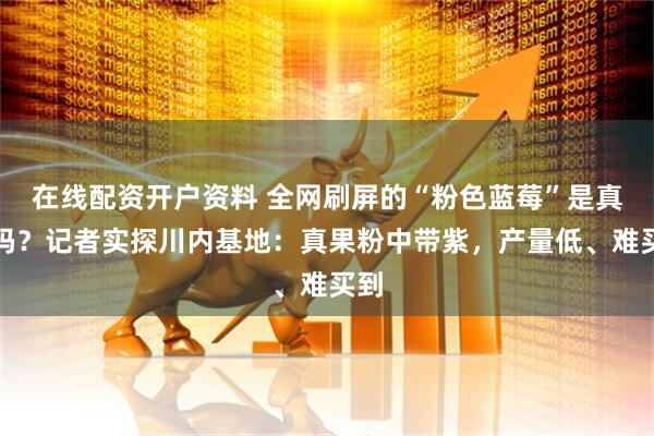 在线配资开户资料 全网刷屏的“粉色蓝莓”是真的吗？记者实探川内基地：真果粉中带紫，产量低、难买到