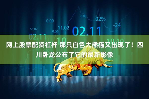 网上股票配资杠杆 那只白色大熊猫又出现了！四川卧龙公布了它的最新影像